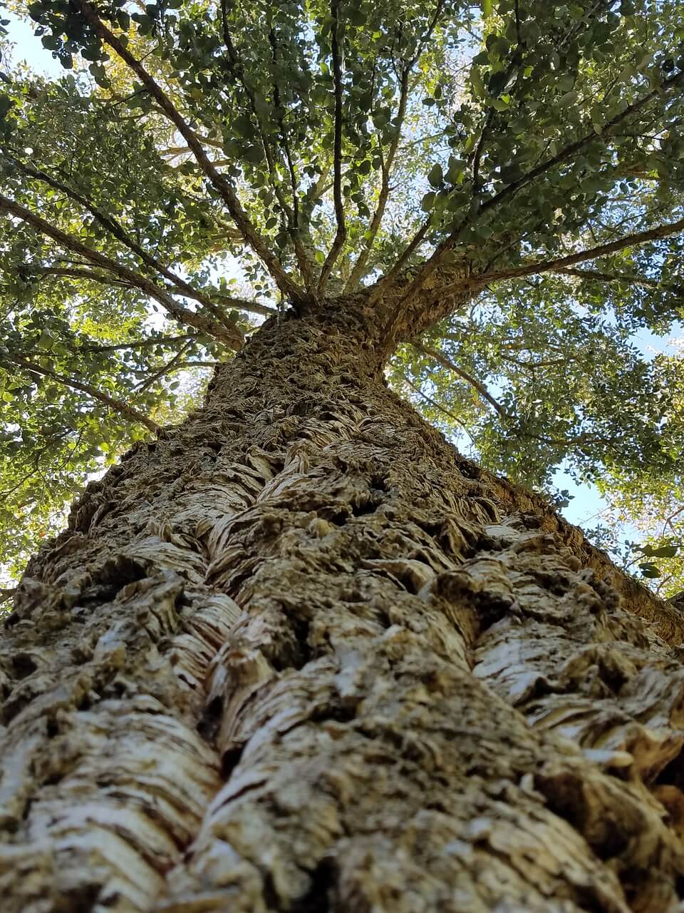 albero di sughero